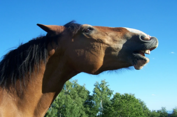 Saiba identificar a hora de levar o cavalo para o dentista 